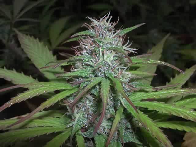 JAMAICA11_cloneripen.jpg