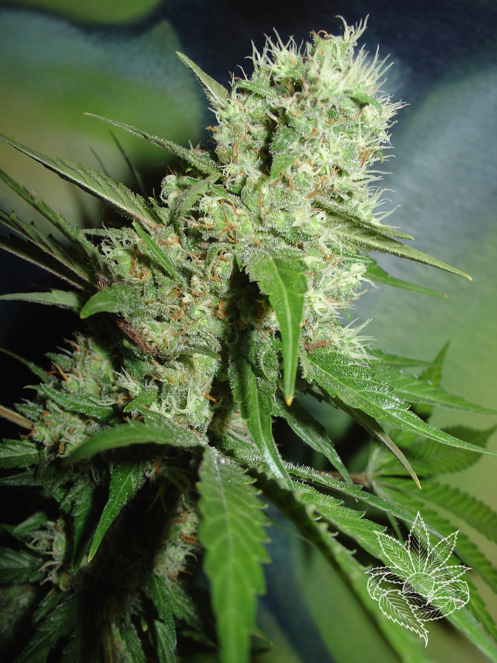 Jack Herer 1.JPG