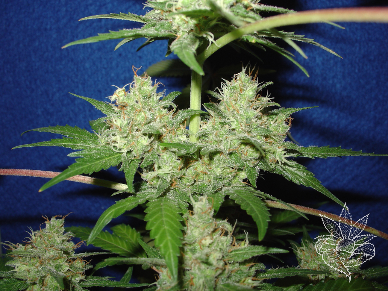 Jack Herer 2.JPG