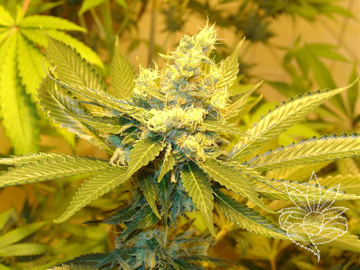 Jack Herer 3.jpg