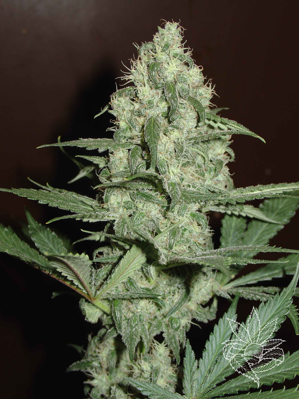 Homegrown Cheese 1.JPG