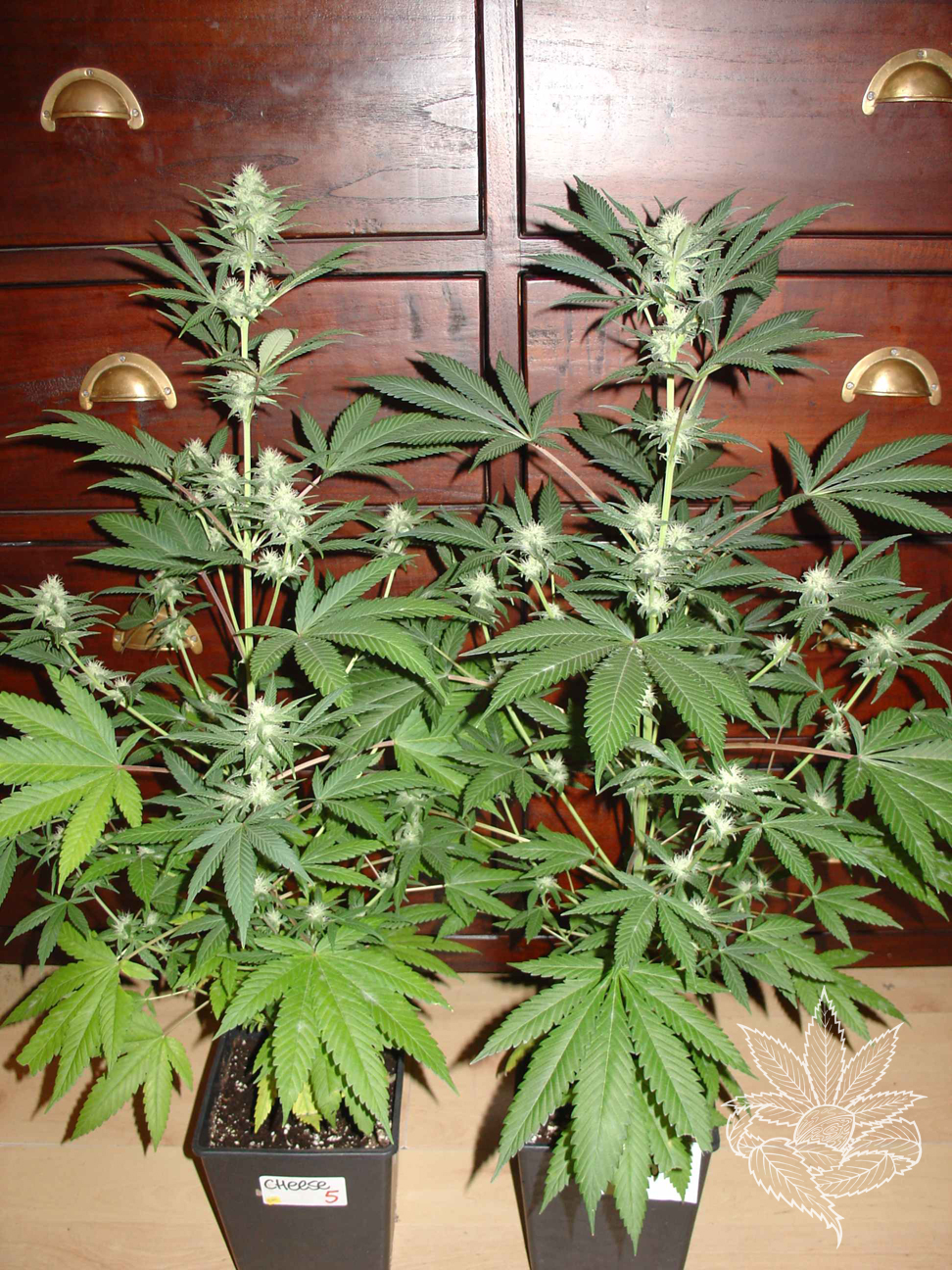 Homegrown Cheese 2.JPG