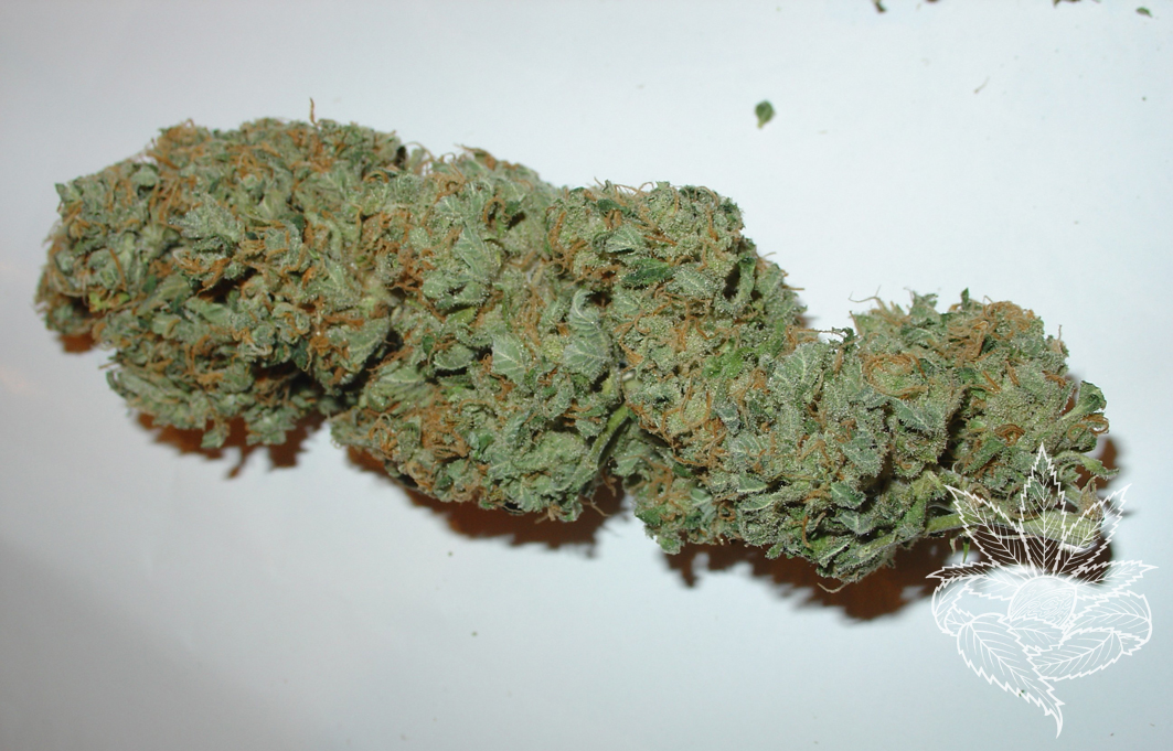 Big Bud 2.JPG