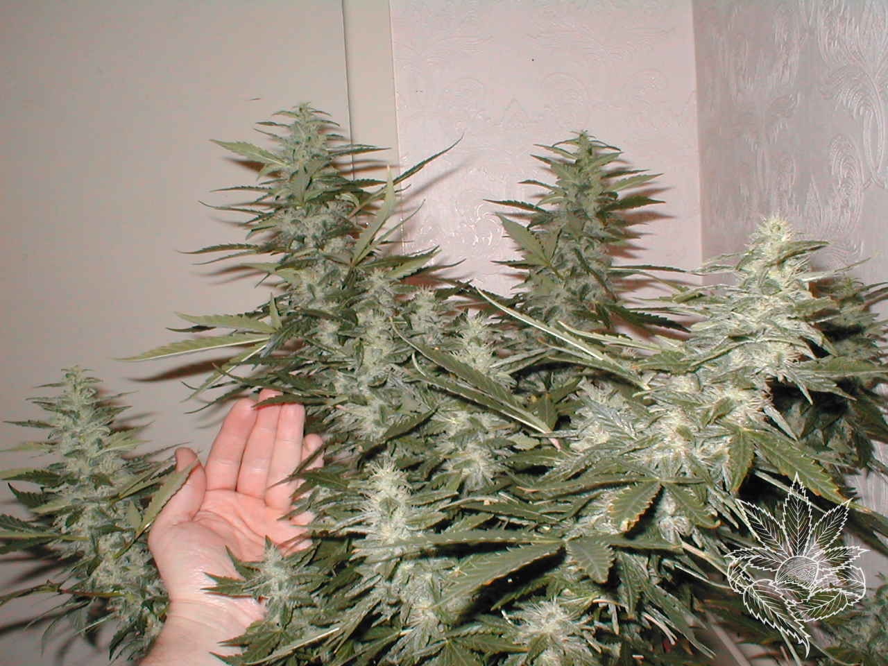 afghani.jpg