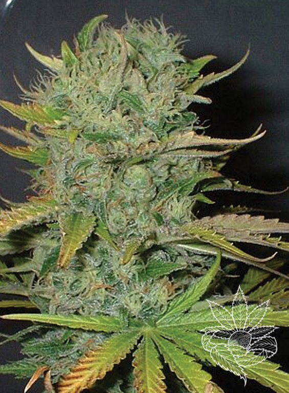 afghani2.jpg