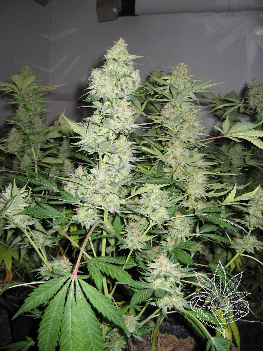 Skunk #1 1.JPG