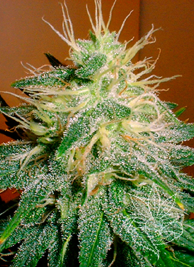 Skunk #1 2.JPG