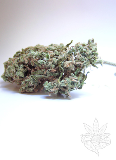 Skunk #1 3.JPG