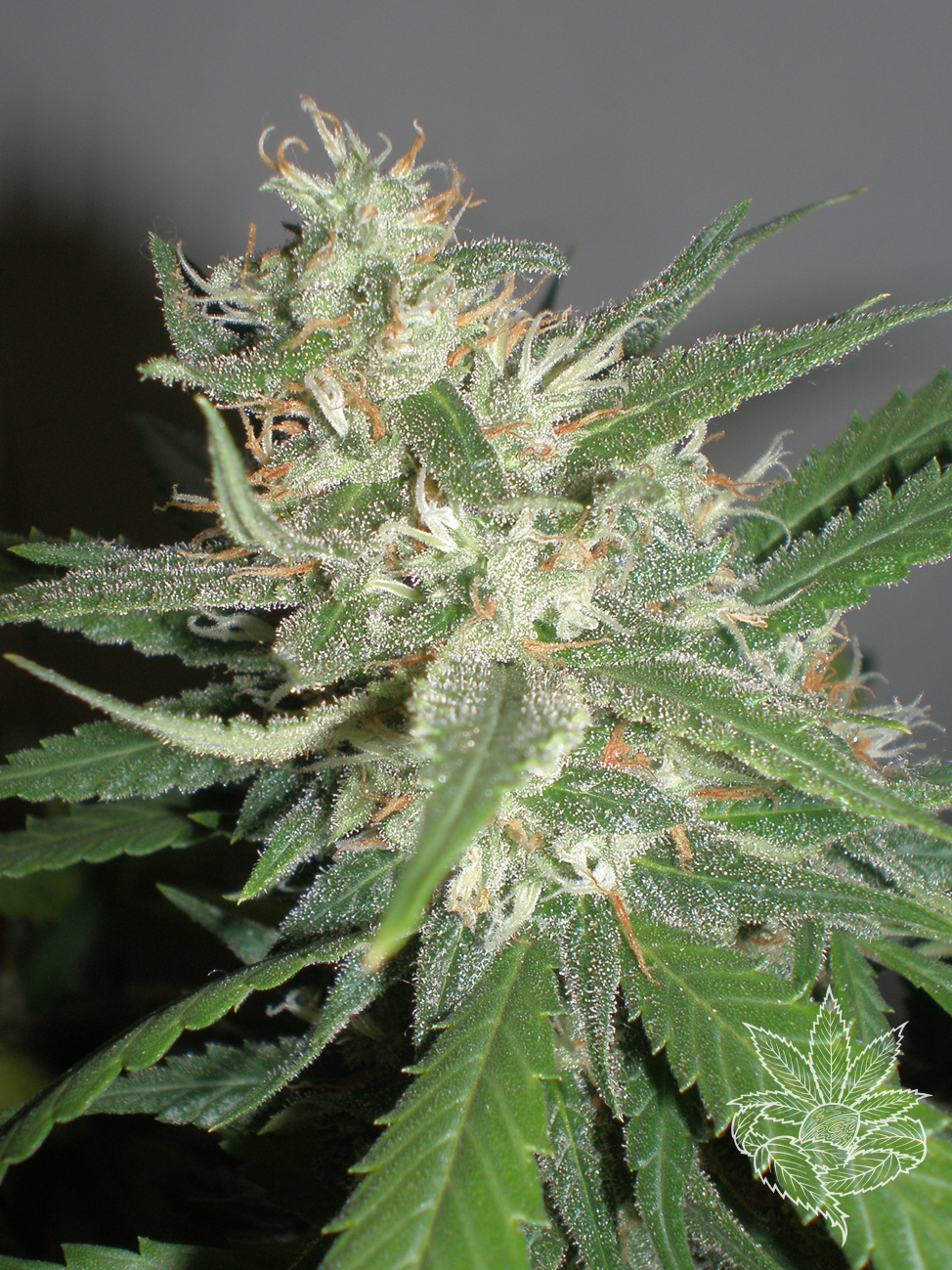 Amazing Haze 1.JPG