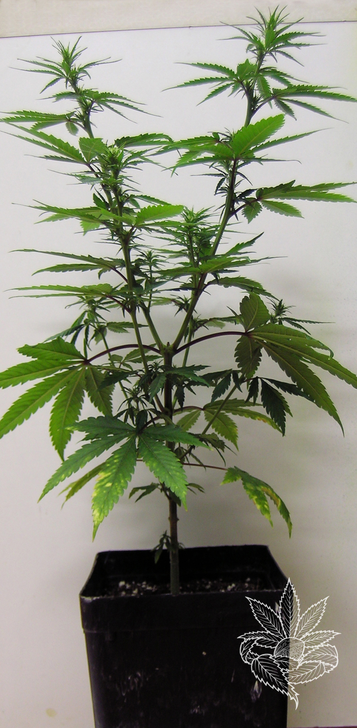 Amazing Haze 2.JPG