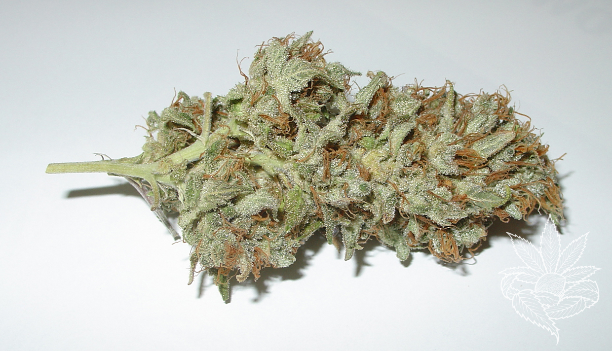 Amazing Haze 3.JPG
