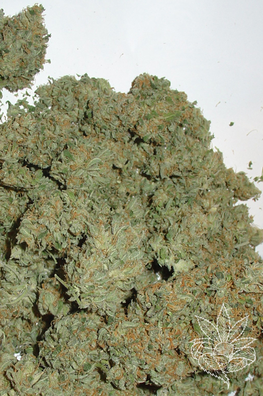 Masterkush 1.jpg