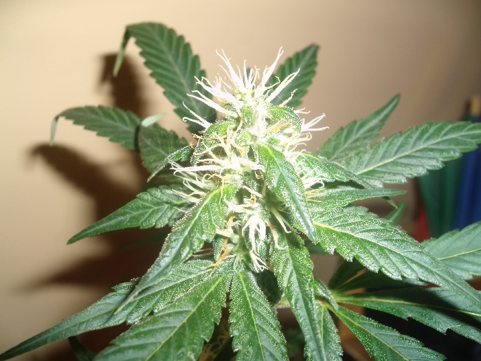 GEDC0802.JPG