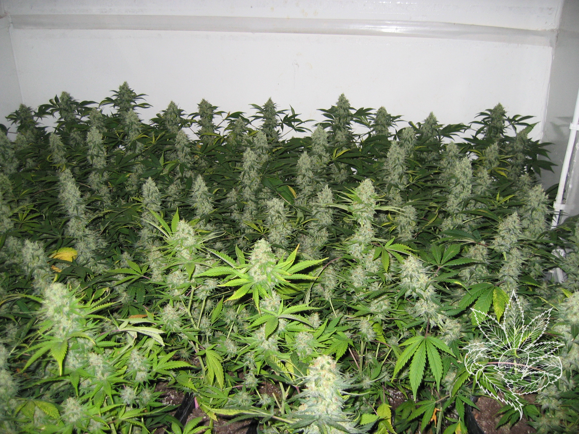 Masterkush 2.JPG