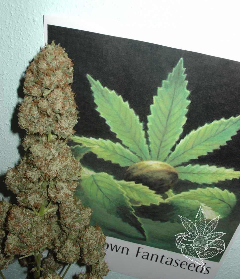 Masterkush 3.JPG