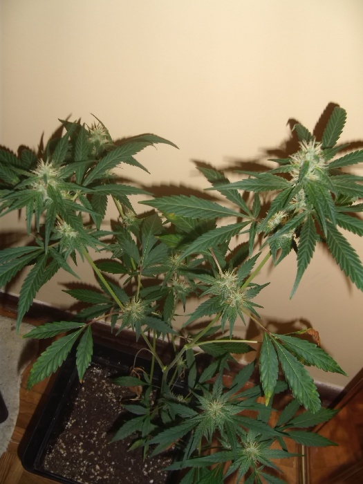 GEDC0801.JPG