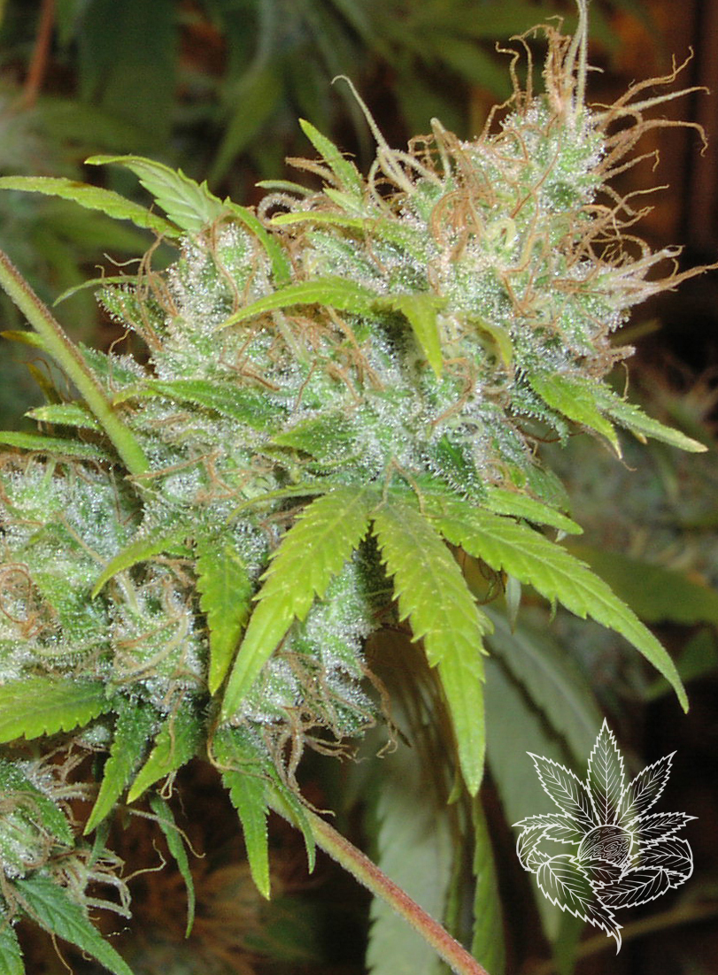 Californian Orange 1.jpg