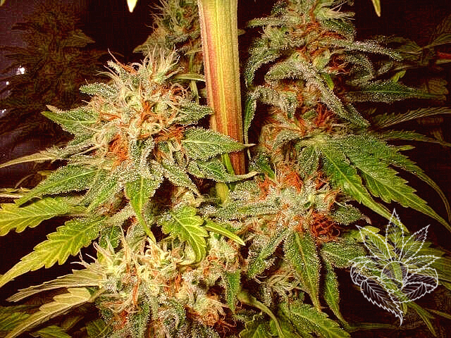 Californian Orange 2.JPG