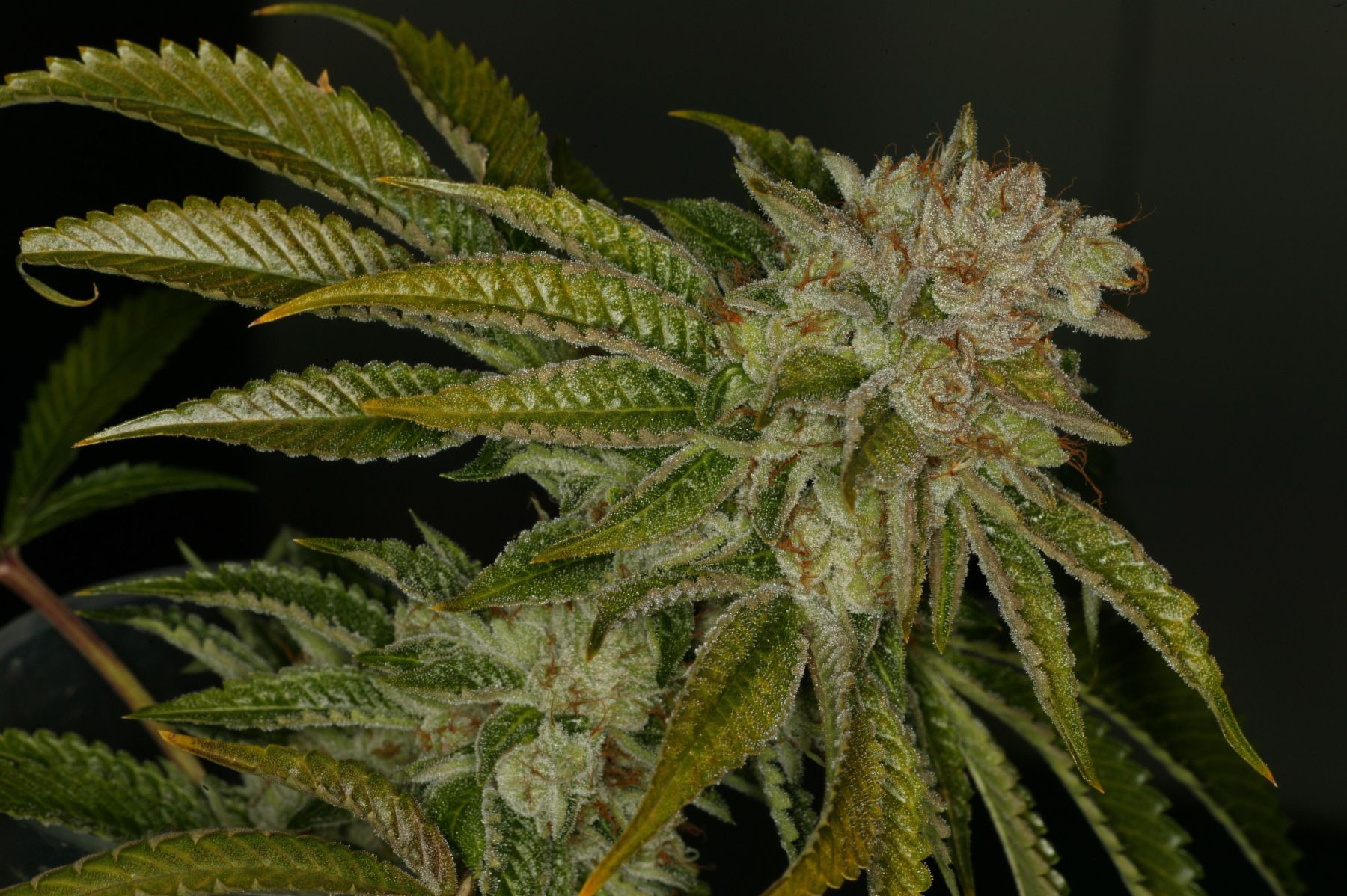 mk_ultra_jason_king-resized pequeña.jpg