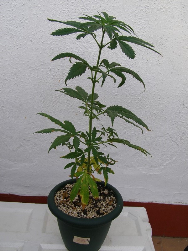 P1012386 - copia.JPG