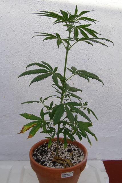 P1012377 - copia.JPG