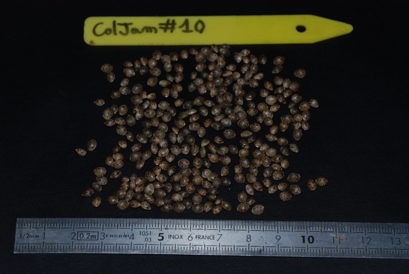 coljam10_seeds.JPG