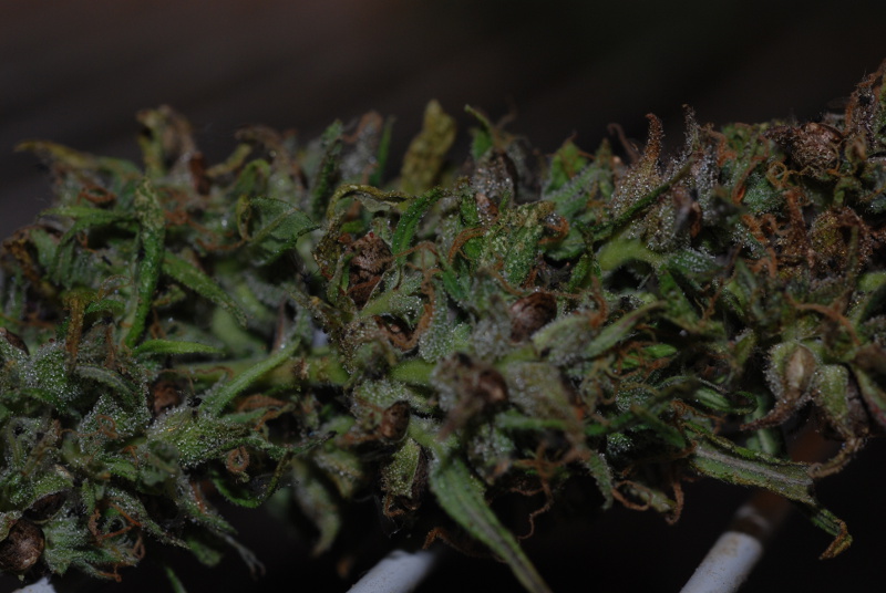 coljam1_pseudo-bud.JPG