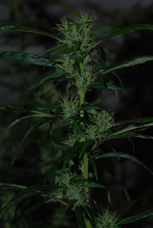 coljam_bud1.JPG