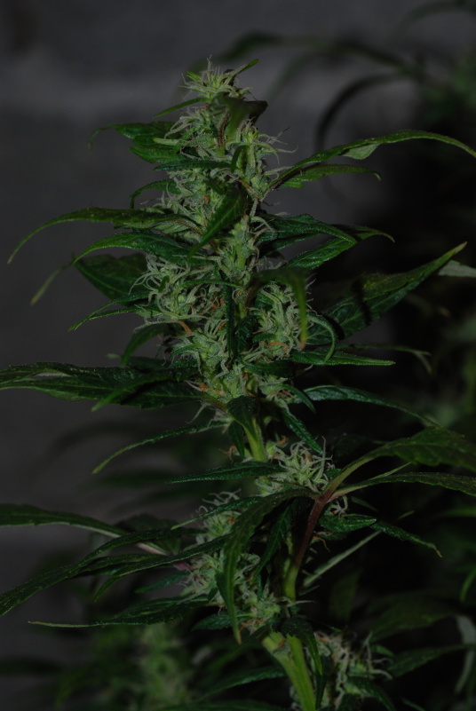 coljam_bud2.JPG