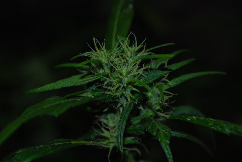 coljam_bud3.JPG