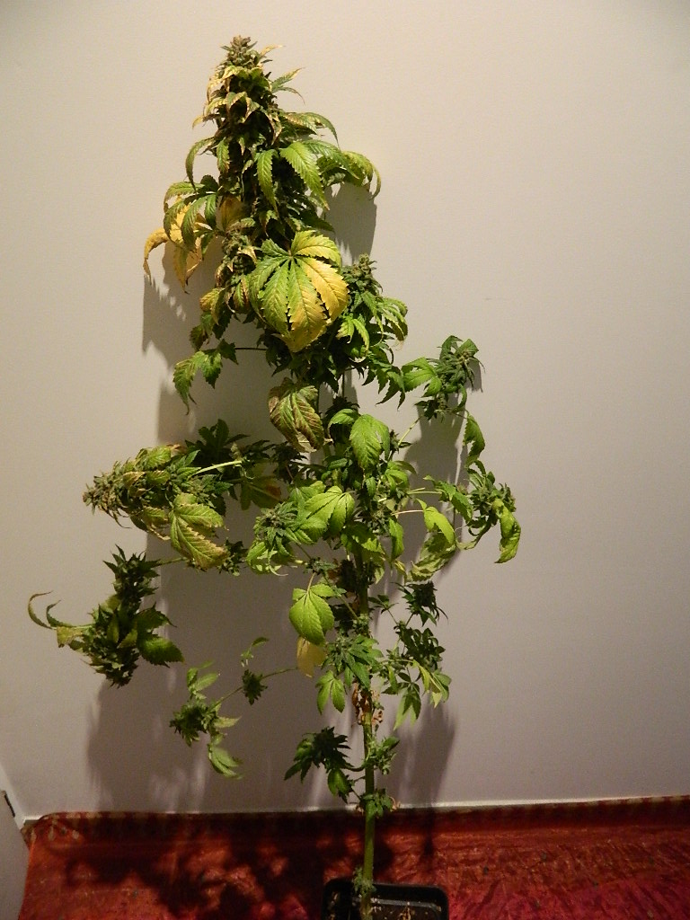 DSCN4201.JPG