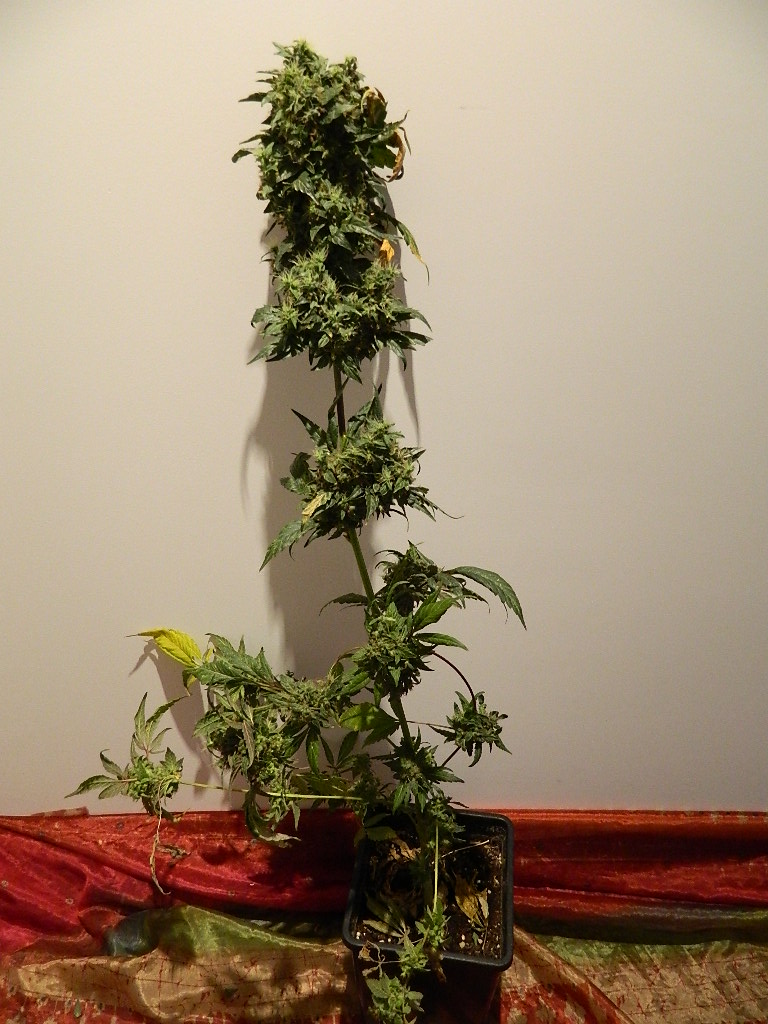 DSCN4208.JPG