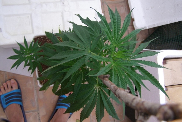 P1010114 - copia.JPG