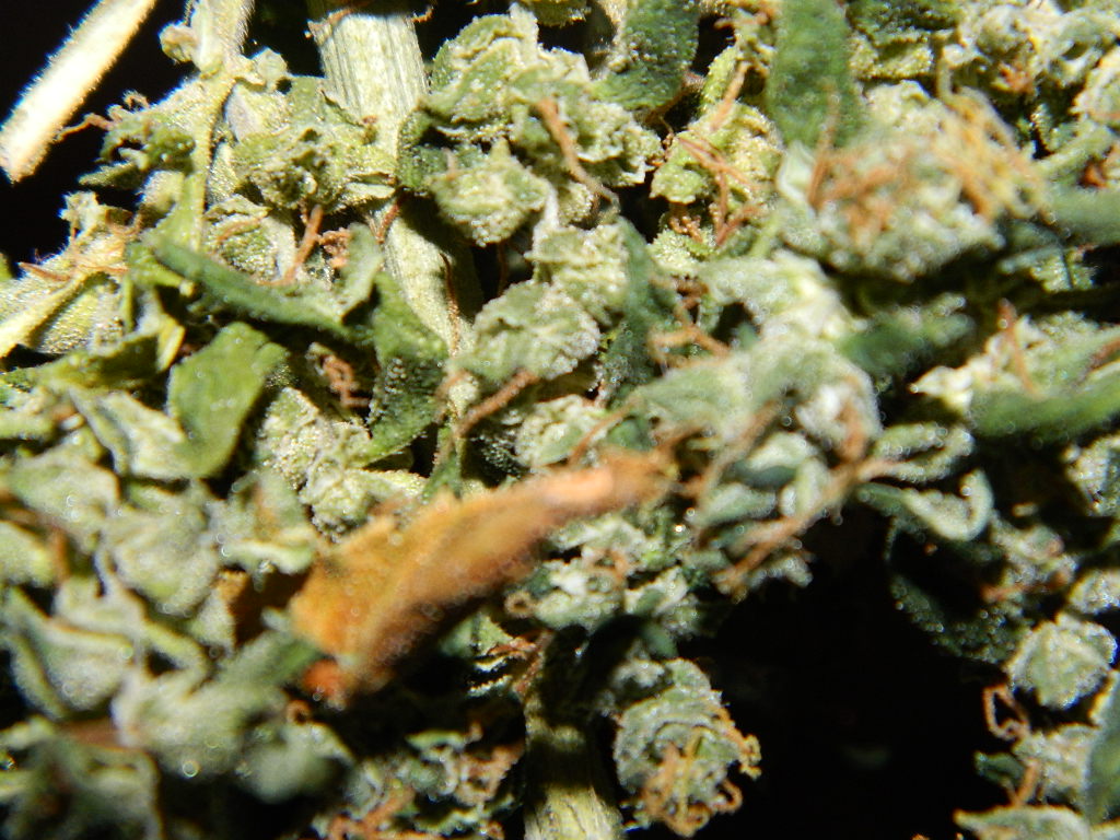 DSCN4229.JPG