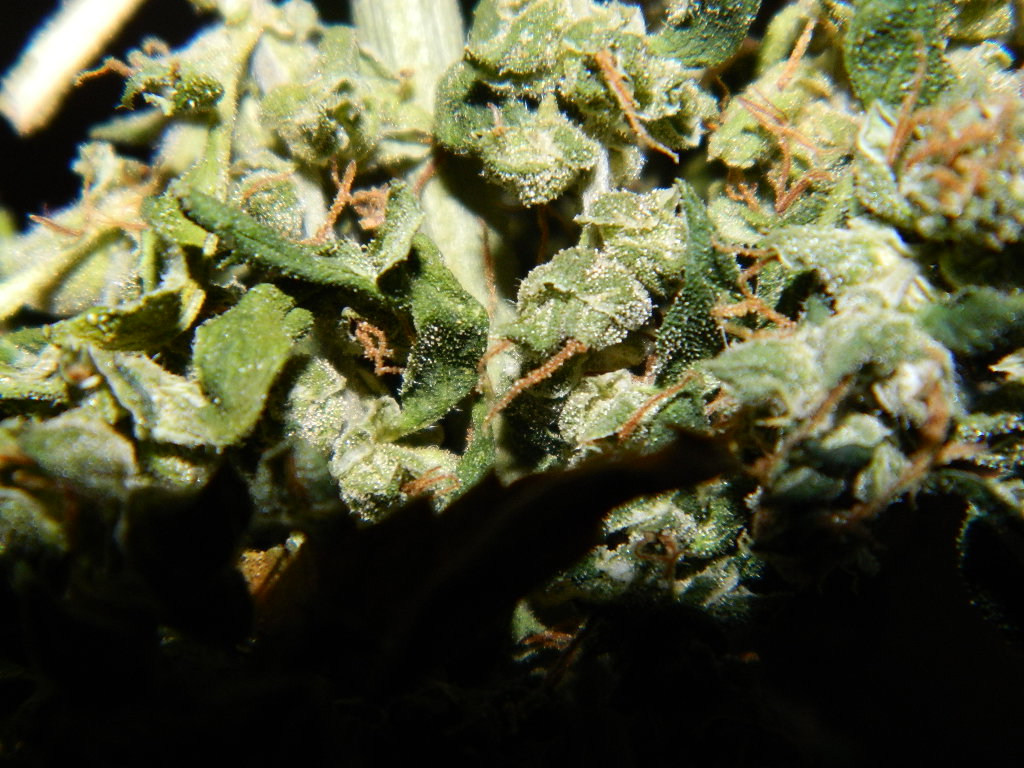 DSCN4228.JPG