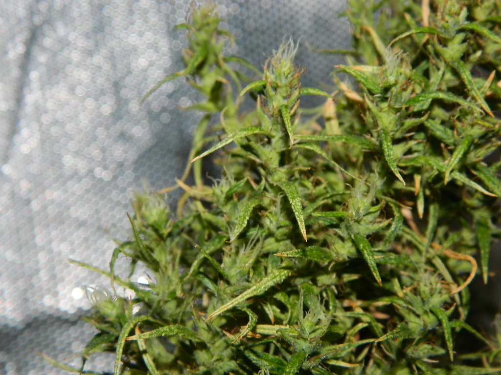 DSCN4231.JPG