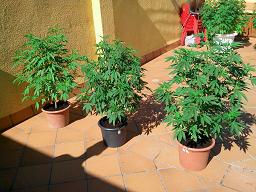 riri x sour kush #1, #2 y #3.jpg
