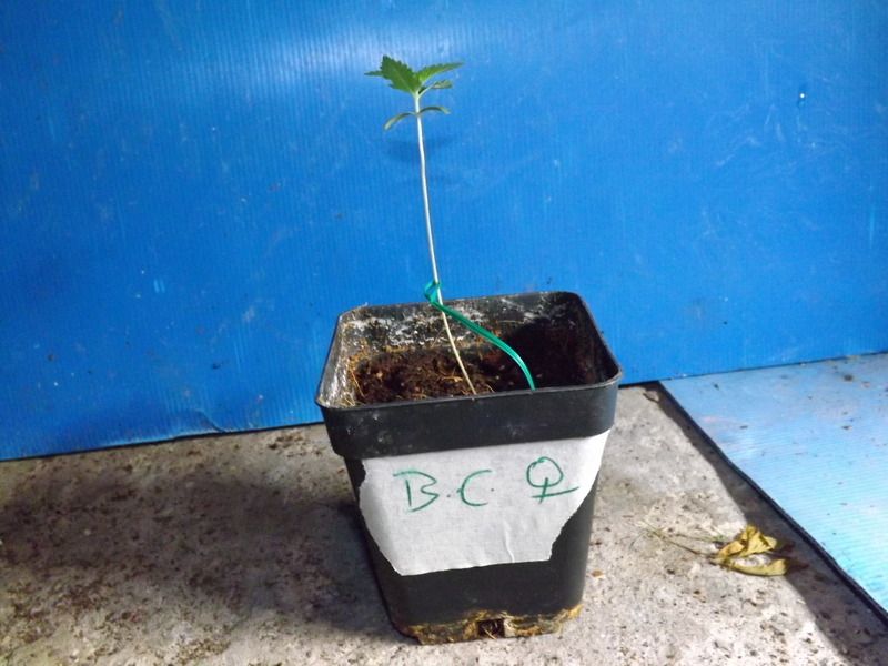 DSCF6427.JPG