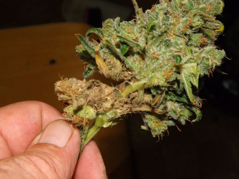 DSCF6536.JPG