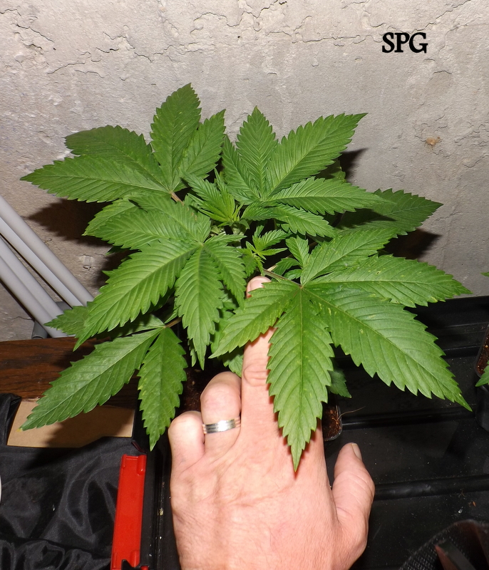 DSCF6856.JPG