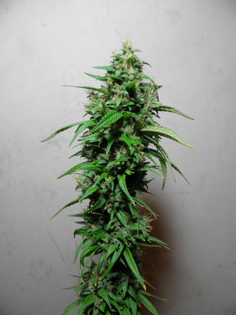 sinse 2 (Medium).JPG