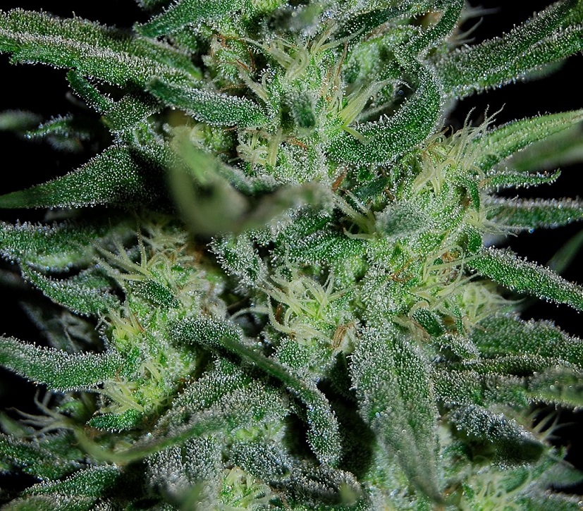 DSC_0979.JPG