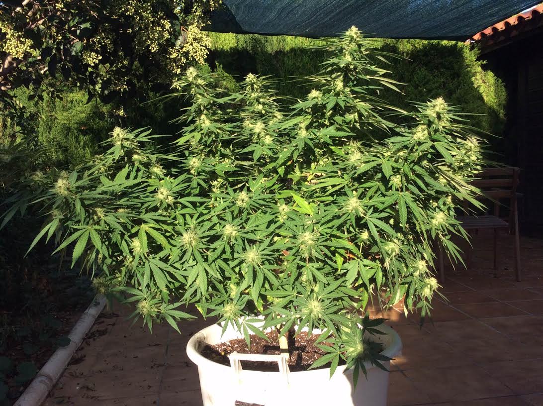Critical Somango.jpg