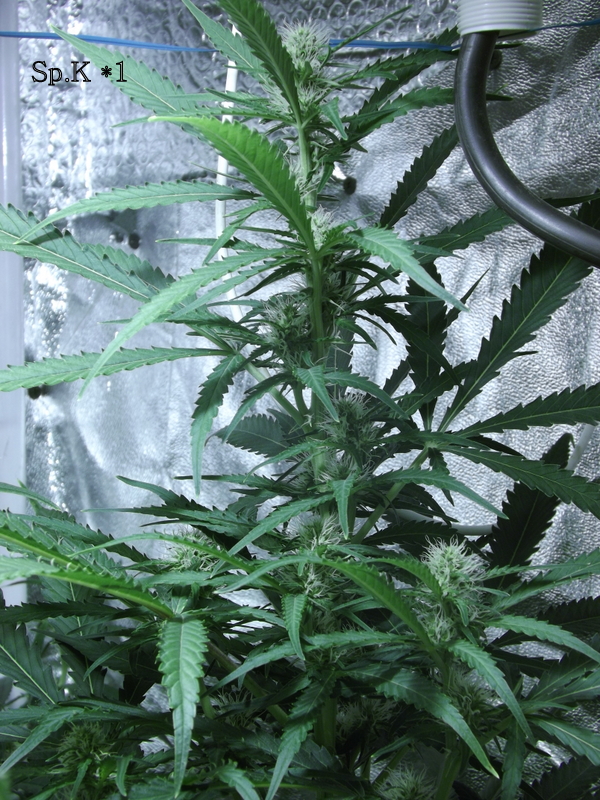 DSCF7068.JPG
