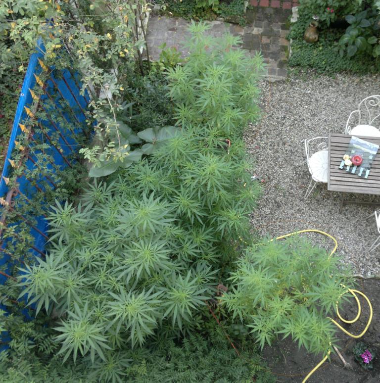 jardin.jpg