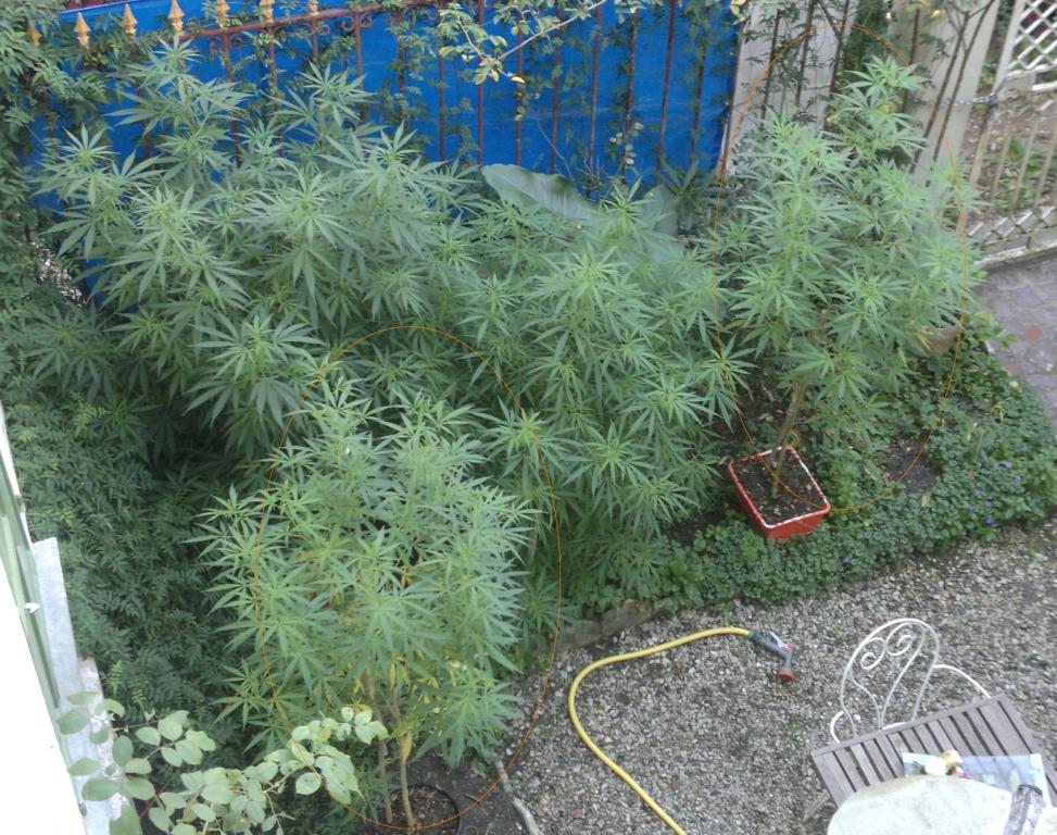 jardin bis.jpg