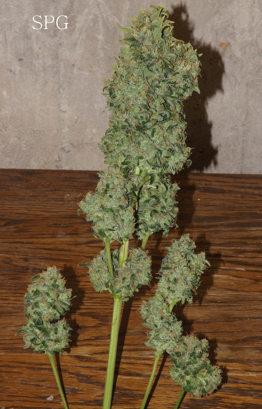 DSCF7690.JPG