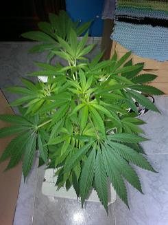 08062011067.jpg