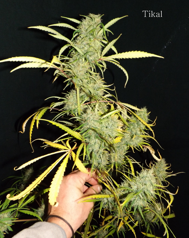 DSCF7800.JPG