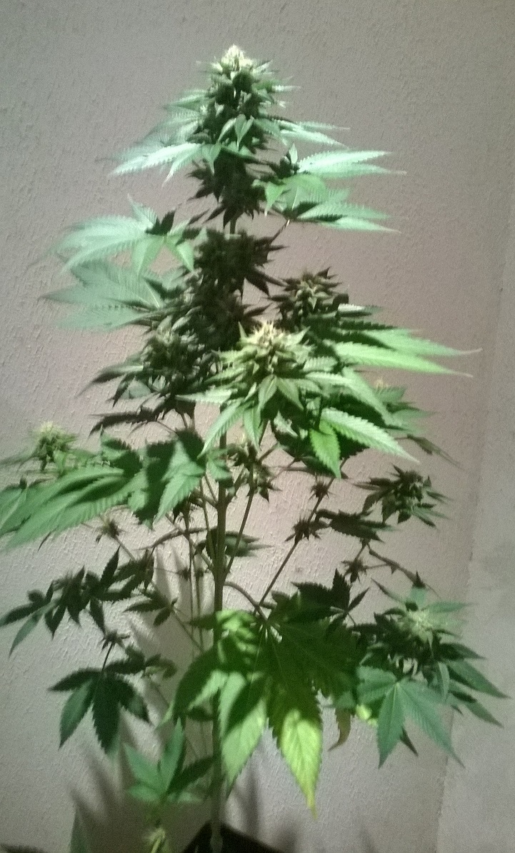OG Kush Larry lemon.jpg